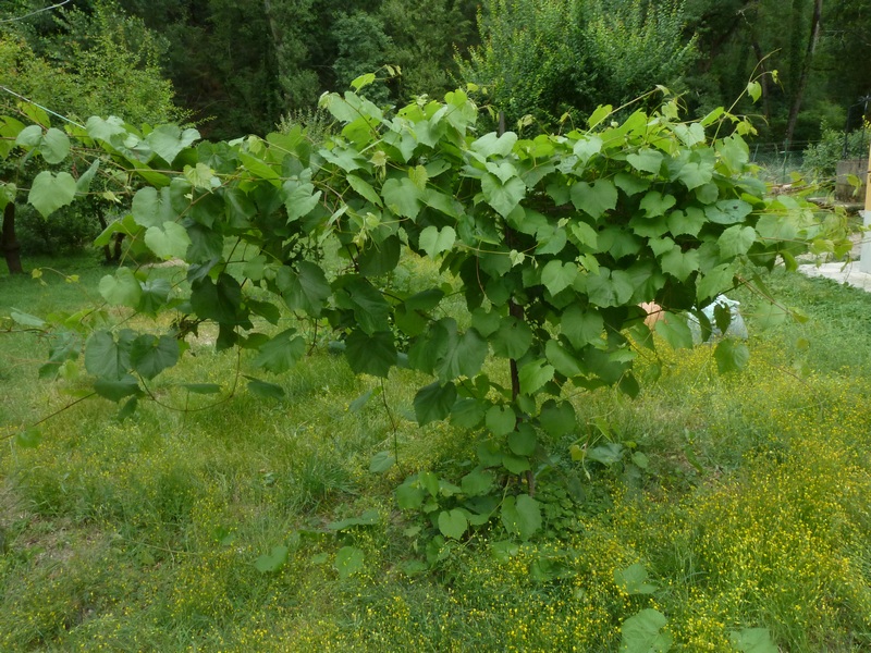 Theresimima ampellophaga